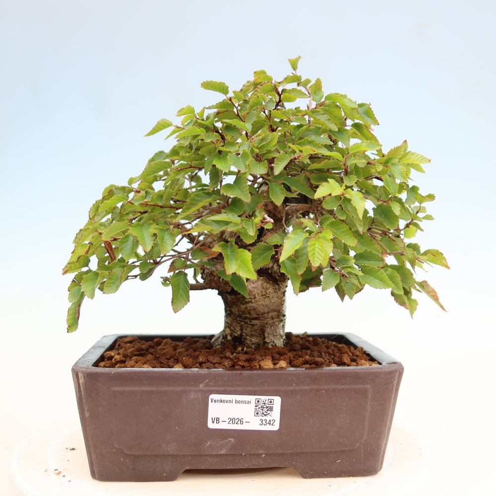 Outdoor bonsai -Carpinus coreana - Korean Hornbeam