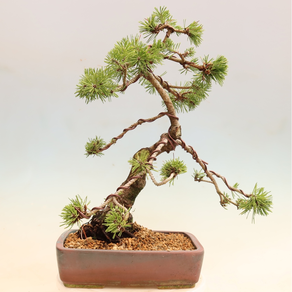 Outdoor Bonsai - Pinus mugo Humpy  - Mountain Pine