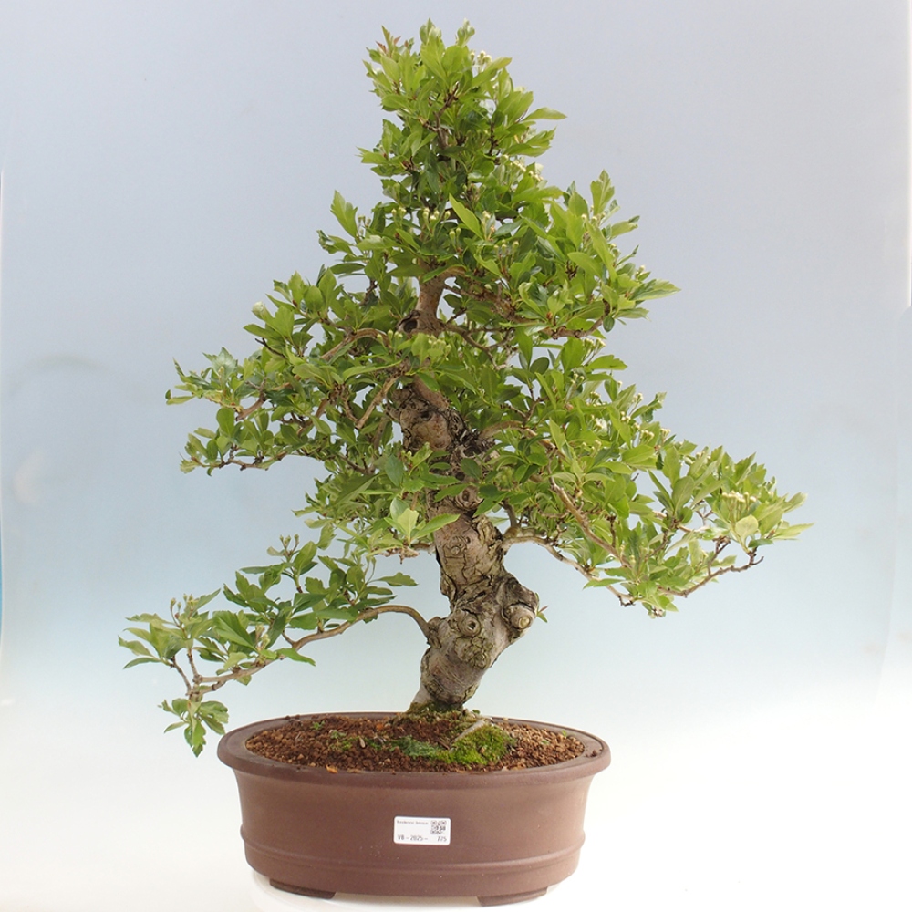 Outdoor bonsai - Hawthorn - Crataegus cuneata