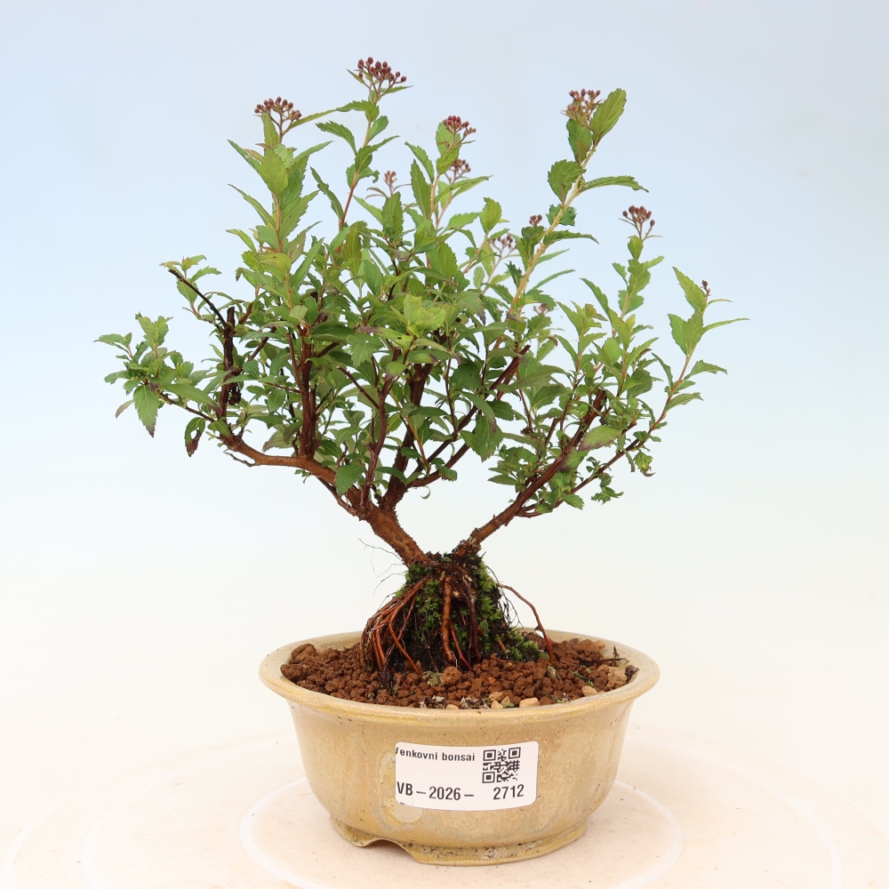 Outdoor Bonsai - Japanese Spirea - Spirea japonica 'Anthony Waterer'