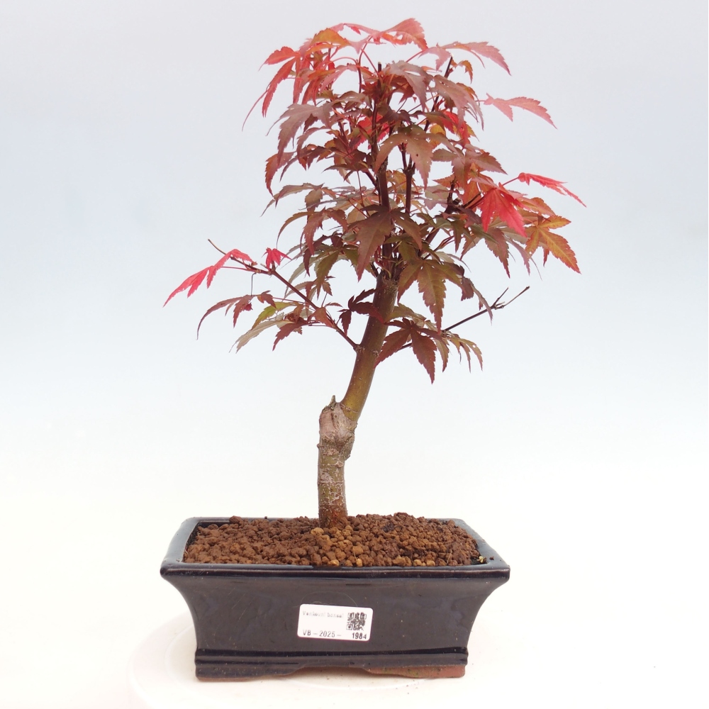 Outdoor bonsai - Acer palm. Atropurpureum-Palmleaf Maple