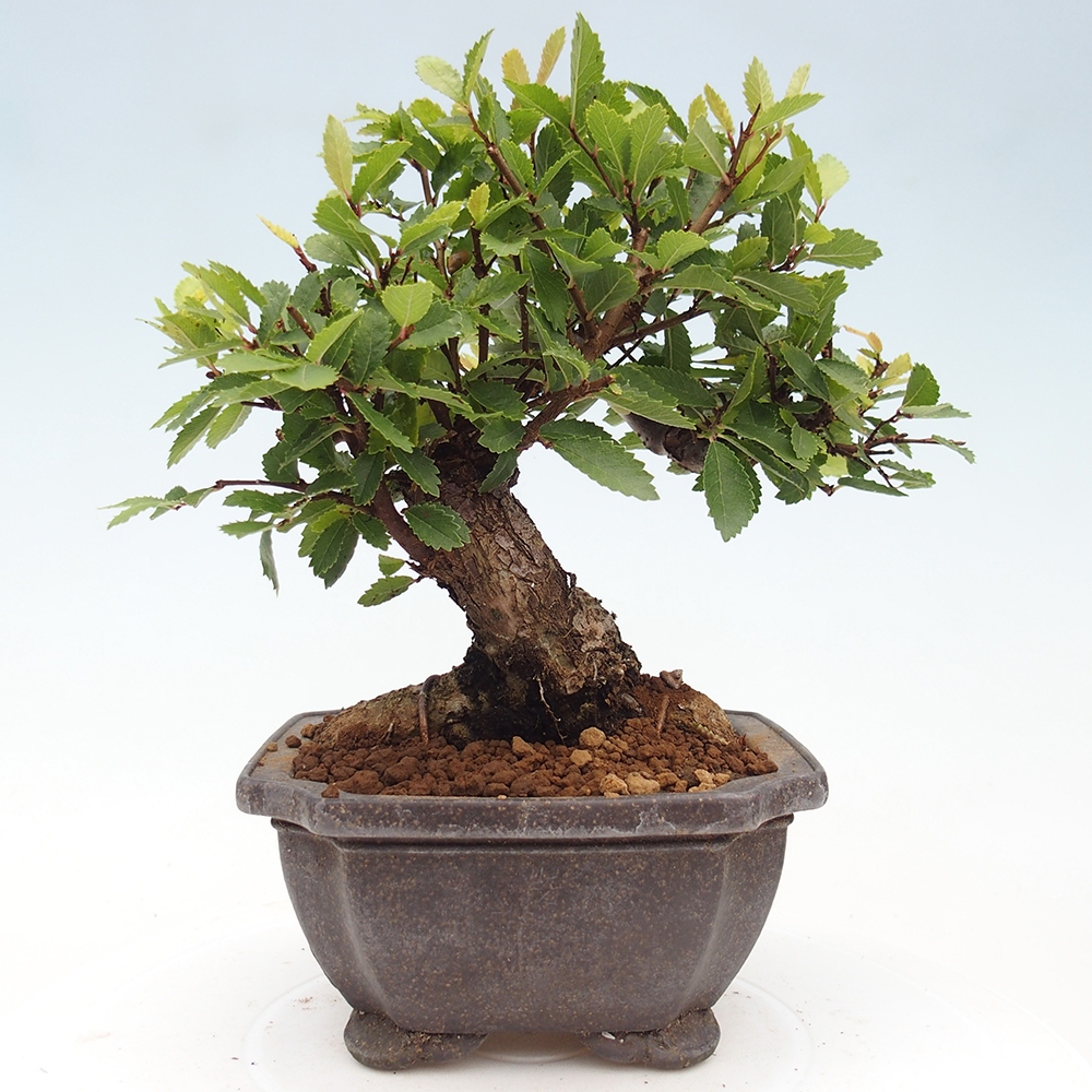 Outdoor bonsai - Zelkova - Zelkova NIRE