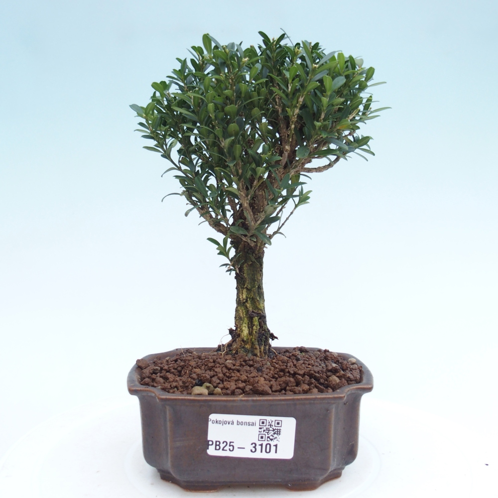 Room Bonsai - Buxus harlandii - Cork boxwood