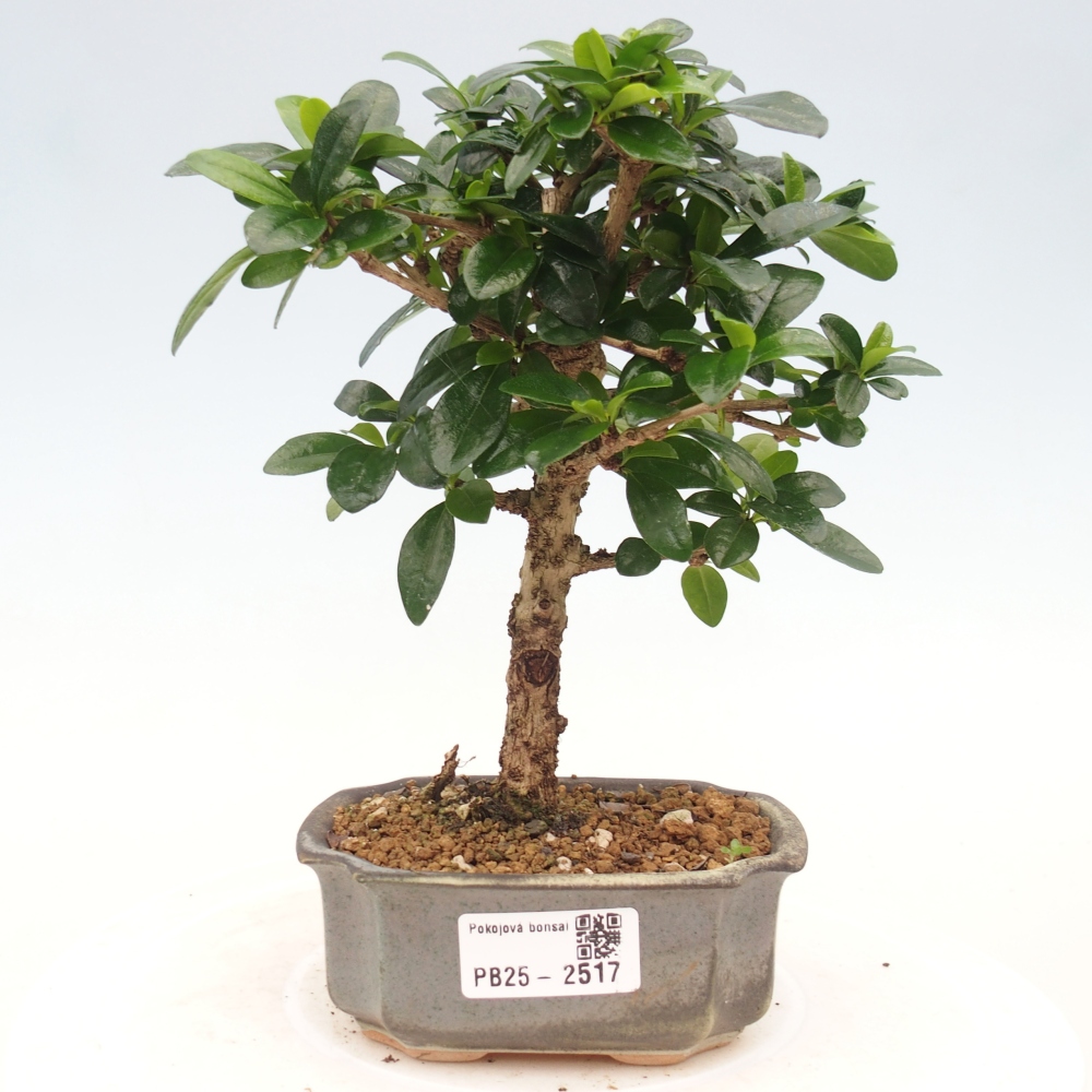 Indoor bonsai - Carmona macrophylla - Fuki tea