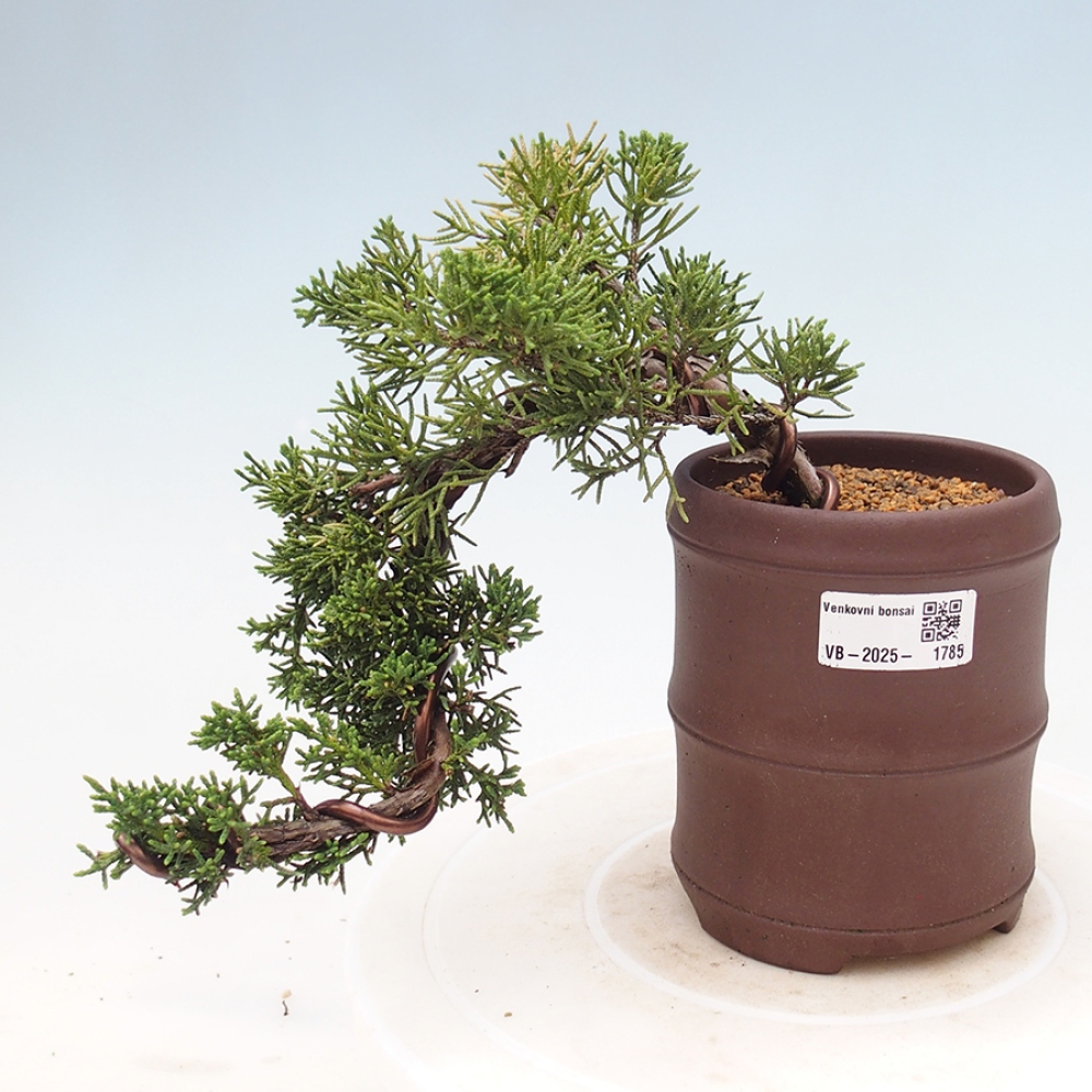 Outdoor bonsai - Juniperus chinensis Kishu - Chinese Juniper