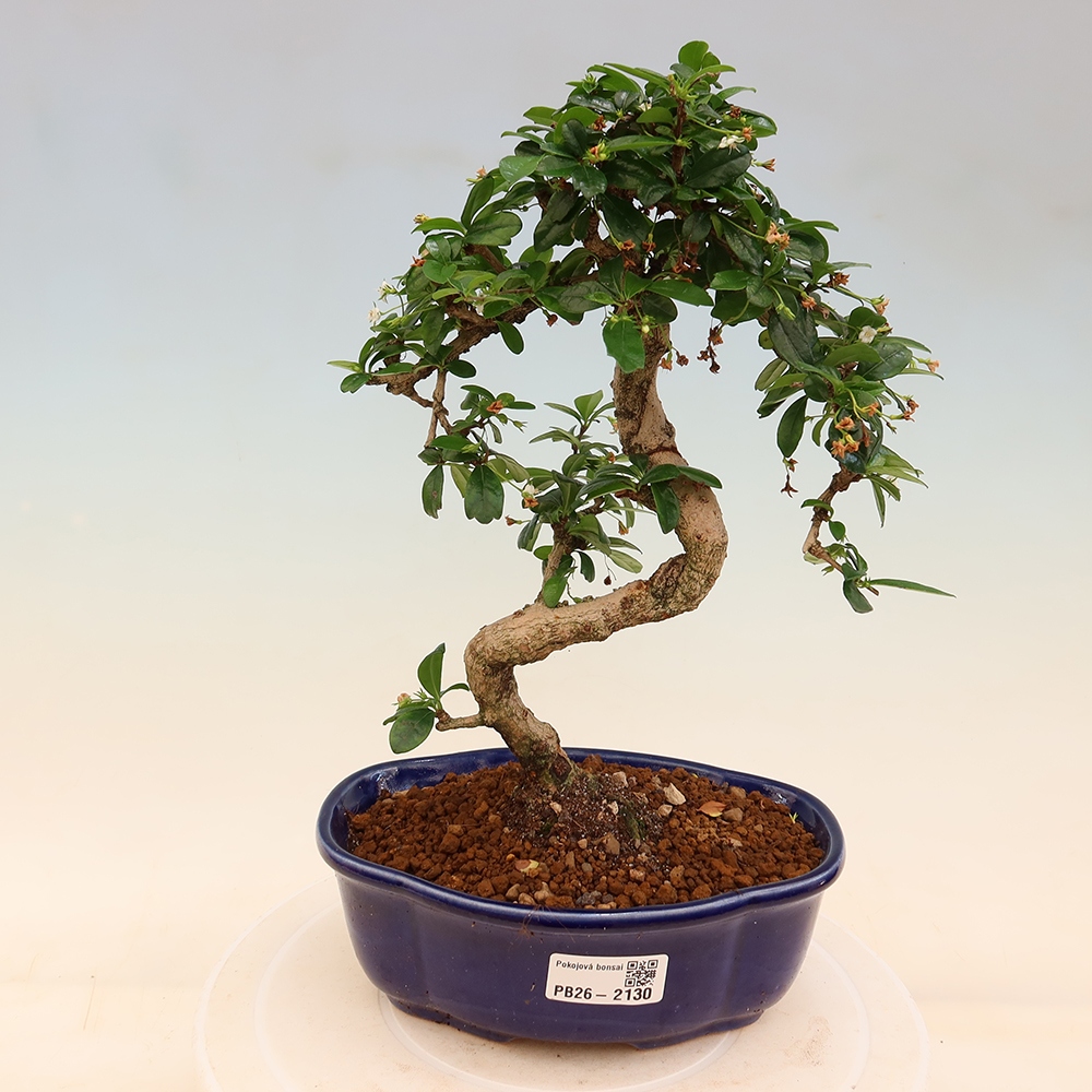 Room bonsai - Carmona macrophylla - Tea fuki