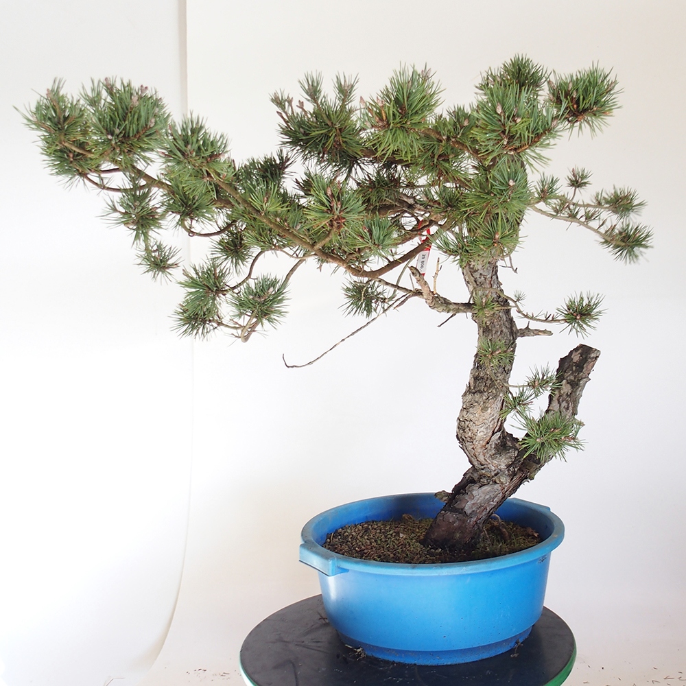 Yamadori - Pinus sylvestris Spain