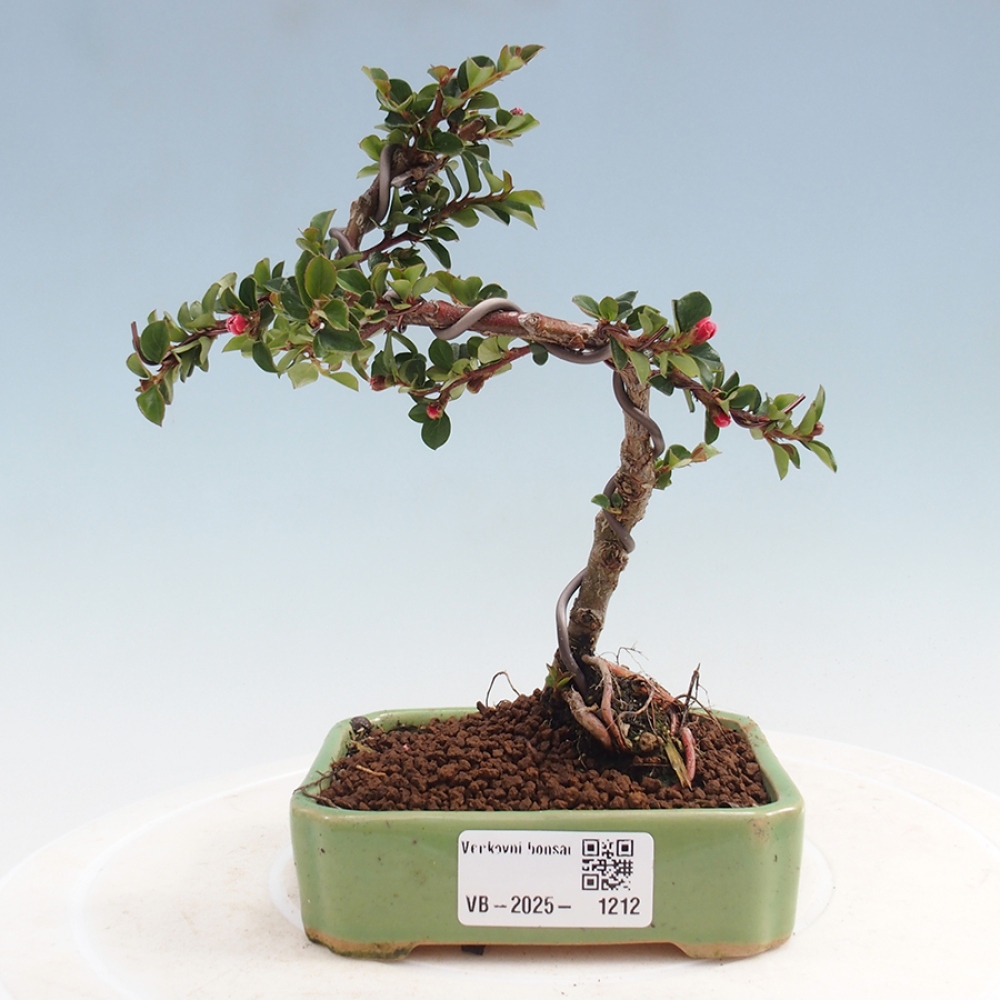 Outdoor bonsai - Cotoneaster horizontalis - Rock tree