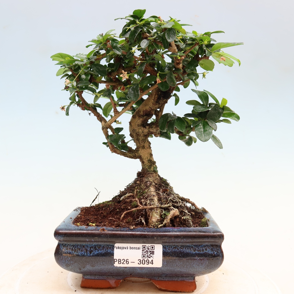 Room bonsai - Carmona macrophylla - Tea fuki