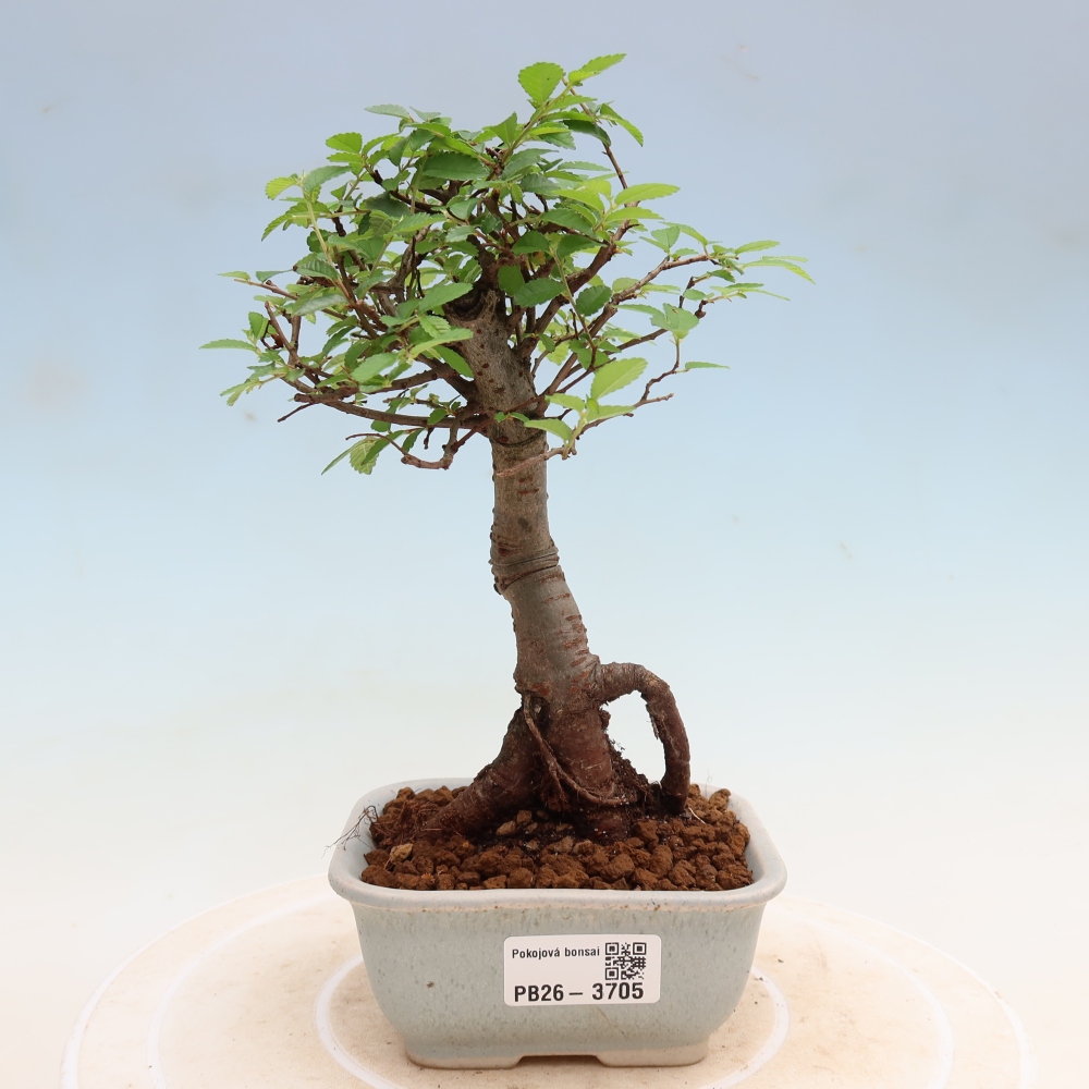 Room bonsai - Ulmus parvifolia - Small-leaved elm