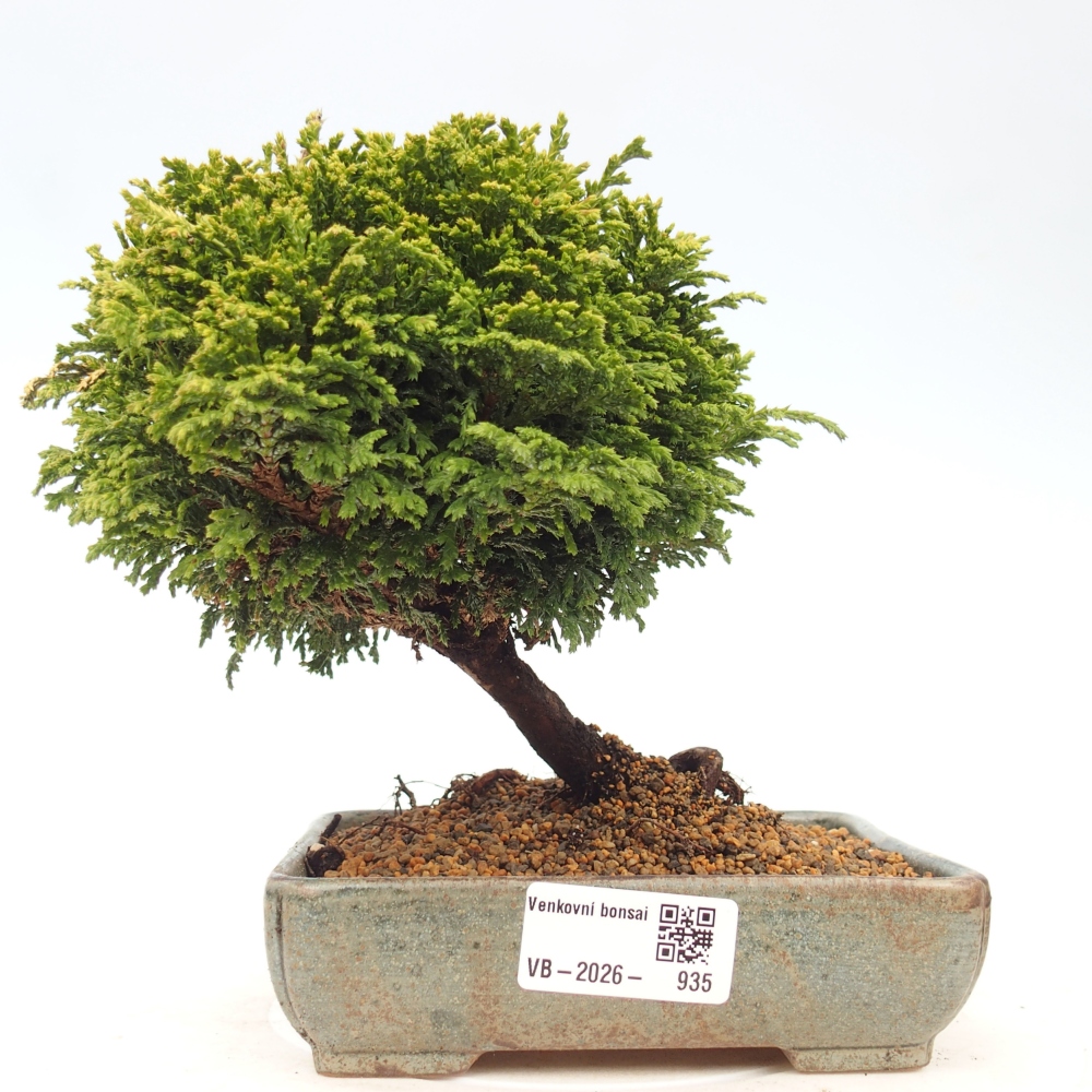 Outdoor bonsai - Cham.pis Parslori - Cypress