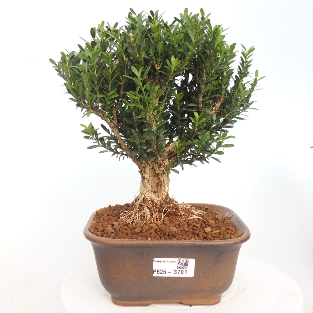 Indoor bonsai - Buxus harlandii - Cork boxwood