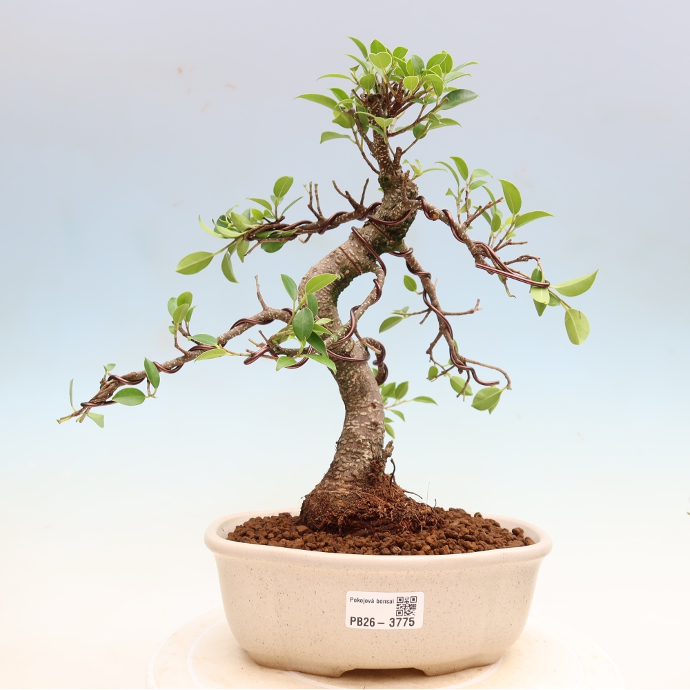 Room bonsai - Ficus kimmen - small-leaved ficus