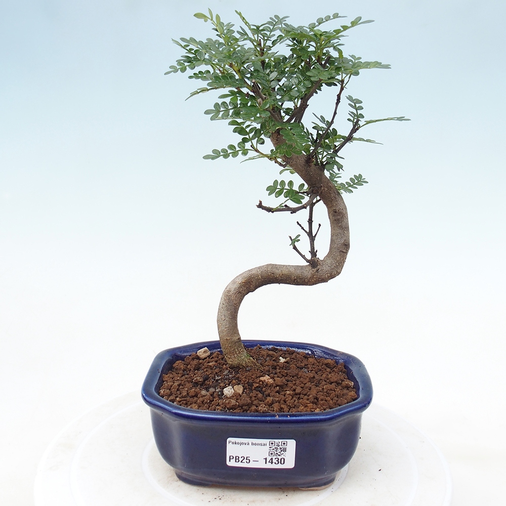 Indoor bonsai - Zantoxylum piperitum - Peppermint