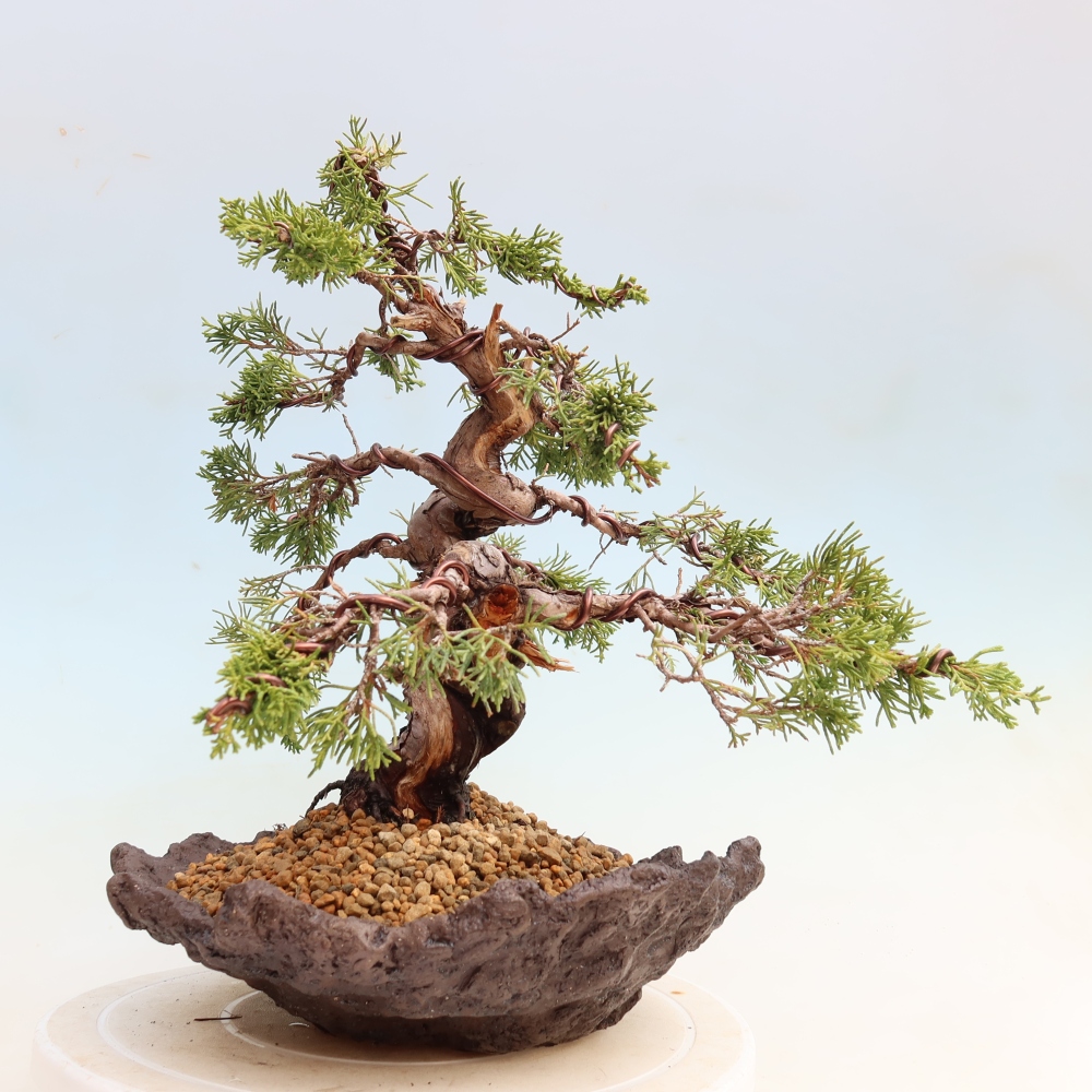 Outdoor Bonsai - Juniperus chinensis Itoigawa - Chinese Juniper