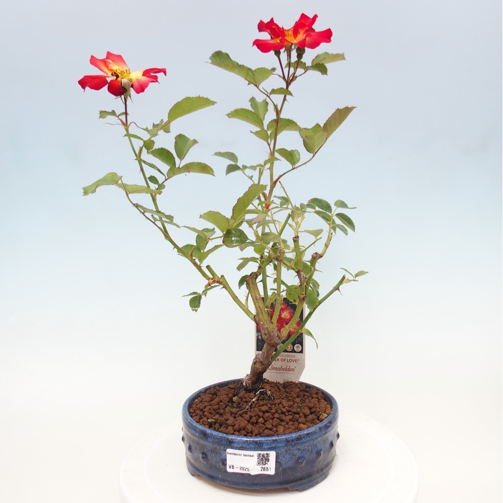 Outdoor bonsai - Rosa Kordes -  rose