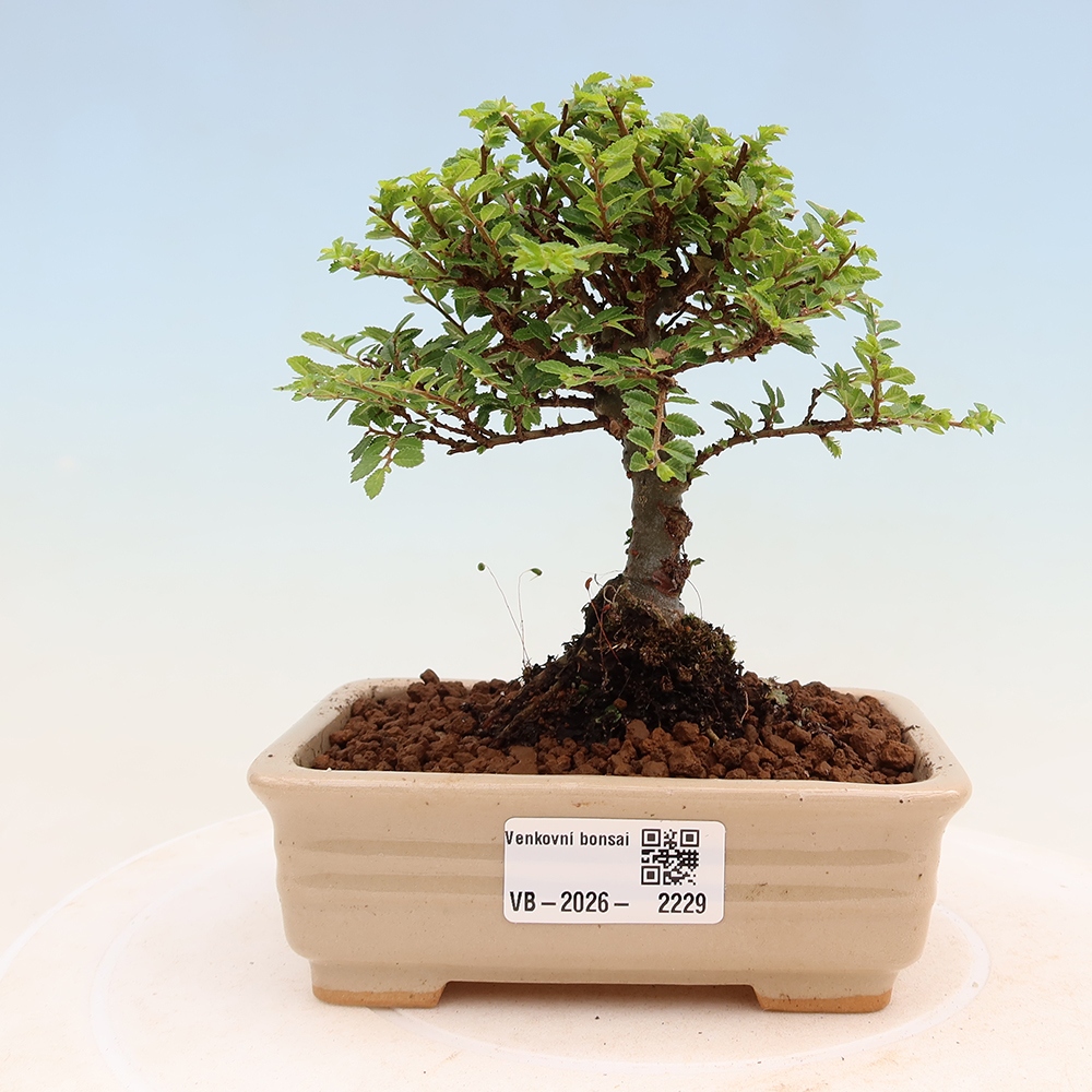 Outdoor Bonsai - Ulmus parvifolia 'Sagei' - Small-leaved Elm