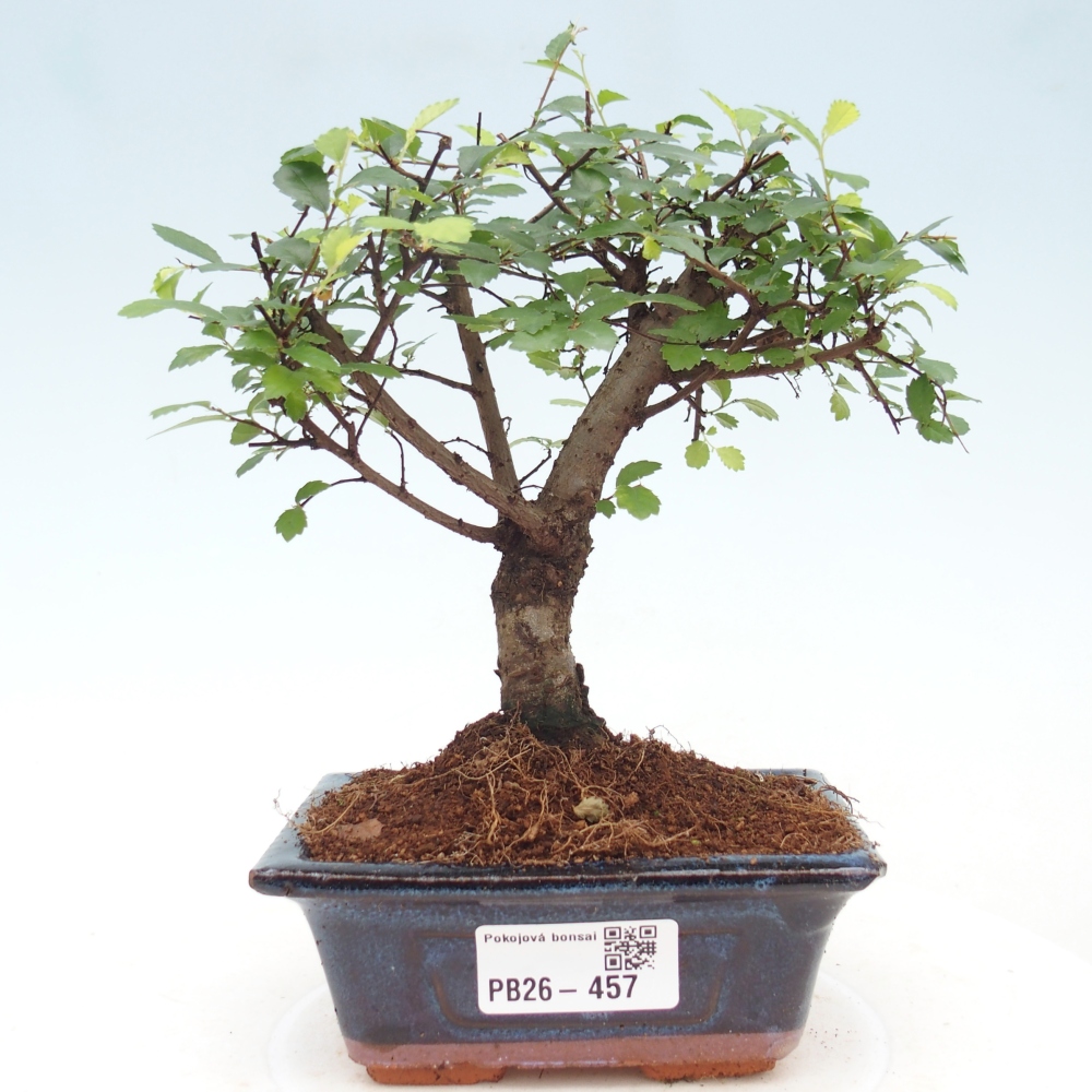 Room bonsai - Ulmus parvifolia - Small-leaved elm