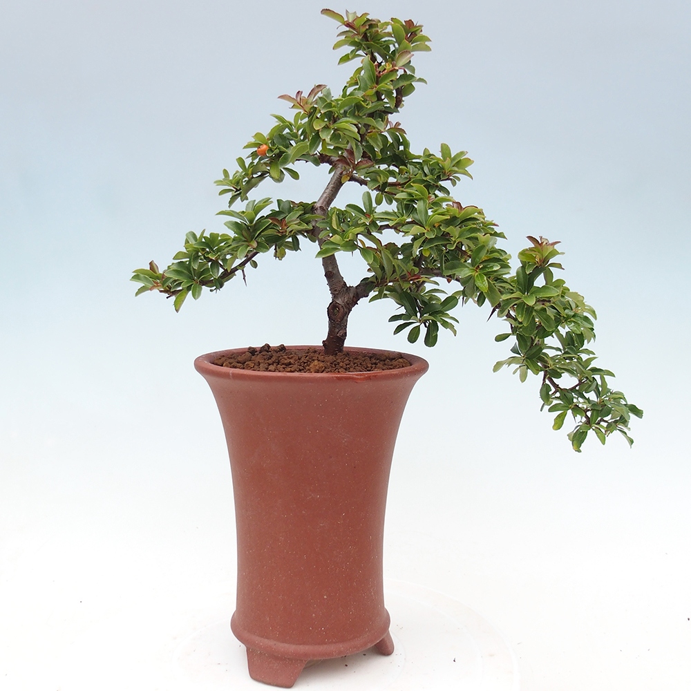 Outdoor bonsai-Pyracantha Teton -Hlox
