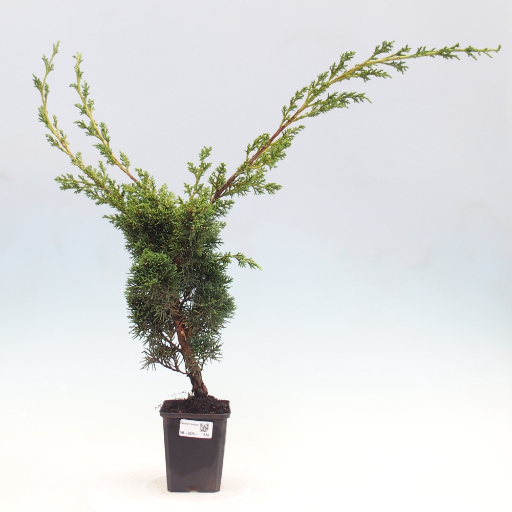 Outdoor bonsai - Juniperus chinensis Kishu