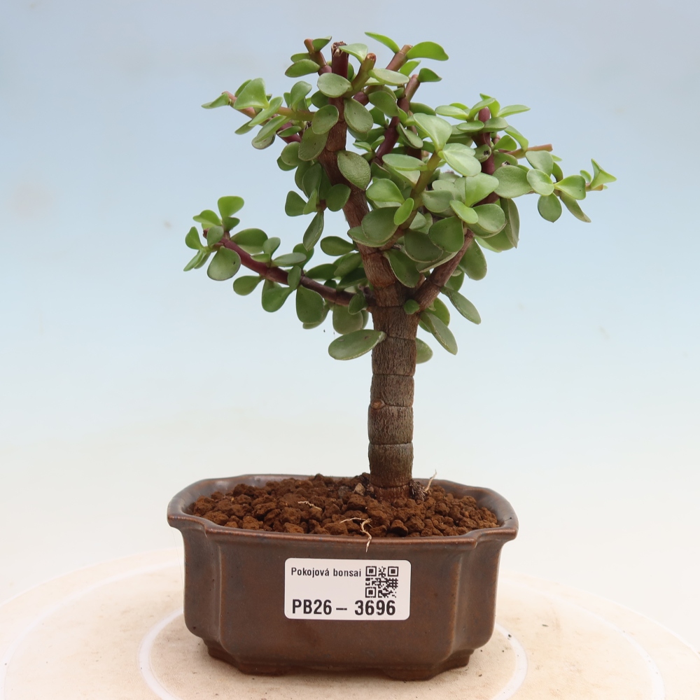 Room bonsai - Portulakaria Afra - Tlustice