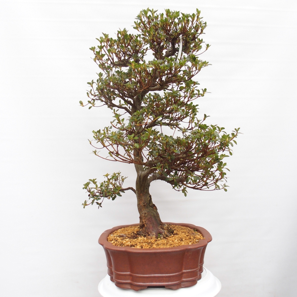 Outdoor bonsai - Japanese Azalea - Azalea Sansei