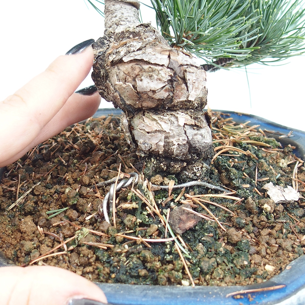 Outdoor bonsai - Pinus parviflora - Small pine tree