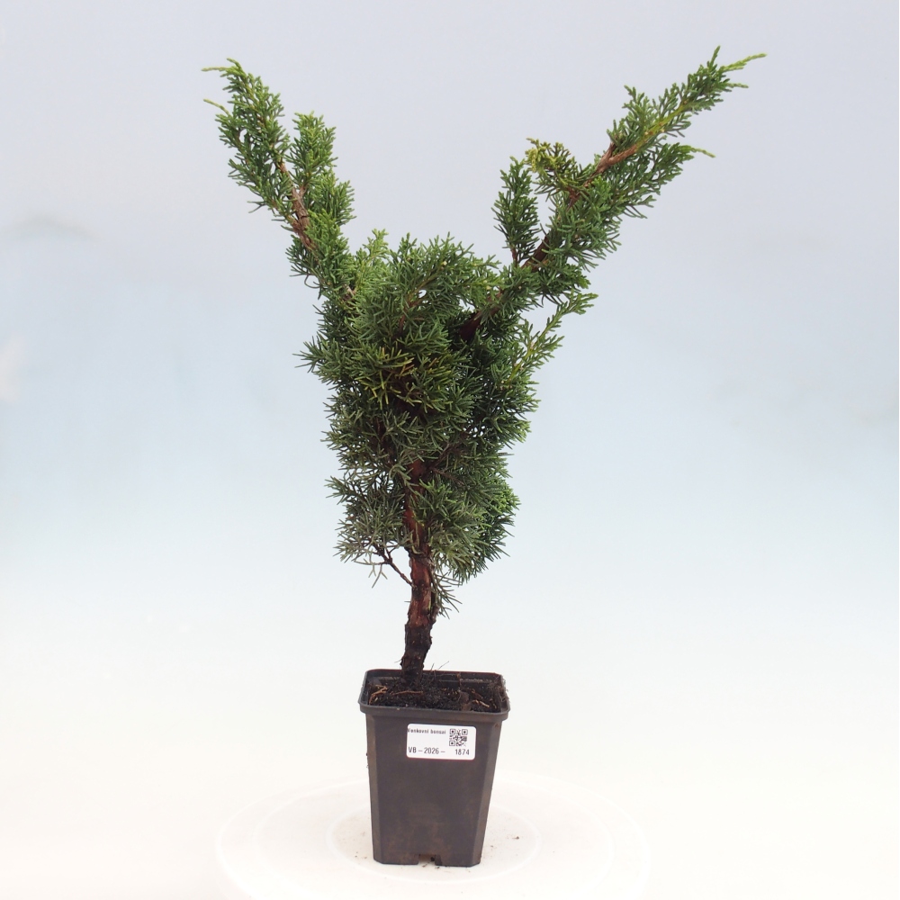 Outdoor bonsai - Juniperus chinensis Kishu