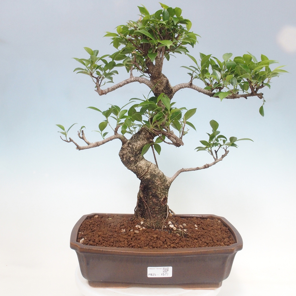 Indoor bonsai - Ficus kimmen - small-leaved ficus