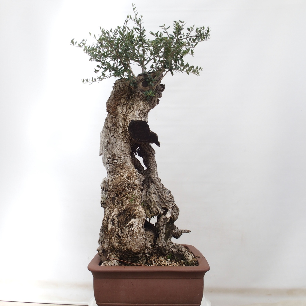 Indoor bonsai - Olea europaea sylvestris - European small-leaved olive oil