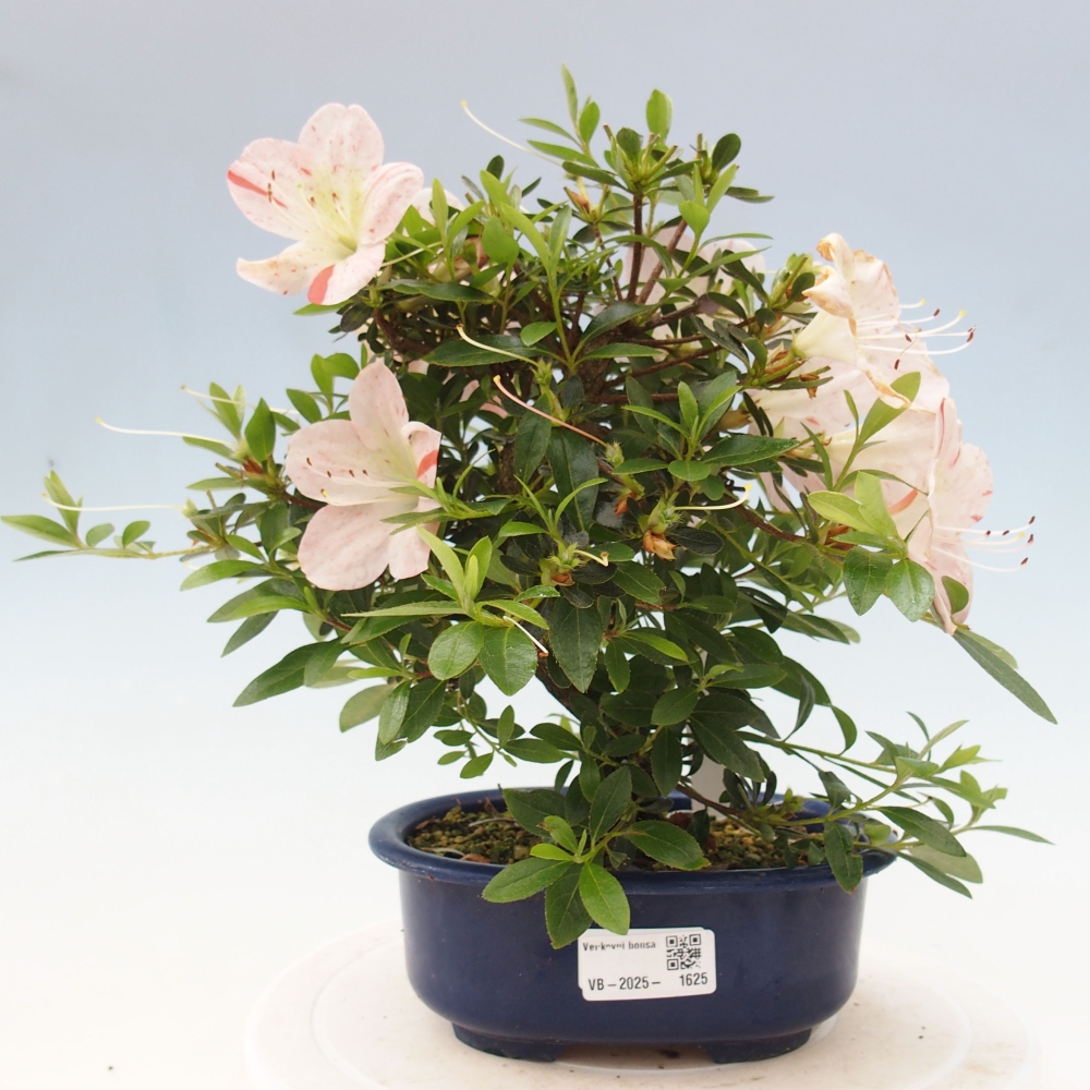 Outdoor bonsai - Japanese azalea - Azalea Asazakura