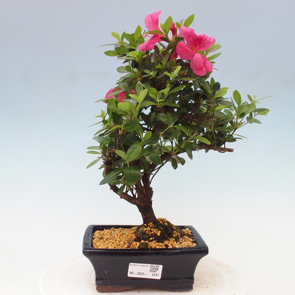 Outdoor bonsai - Japanese azalea - Azalea sp.