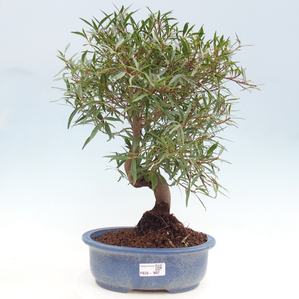 Room bonsai - Ficus nerifolia - small-leaved ficus