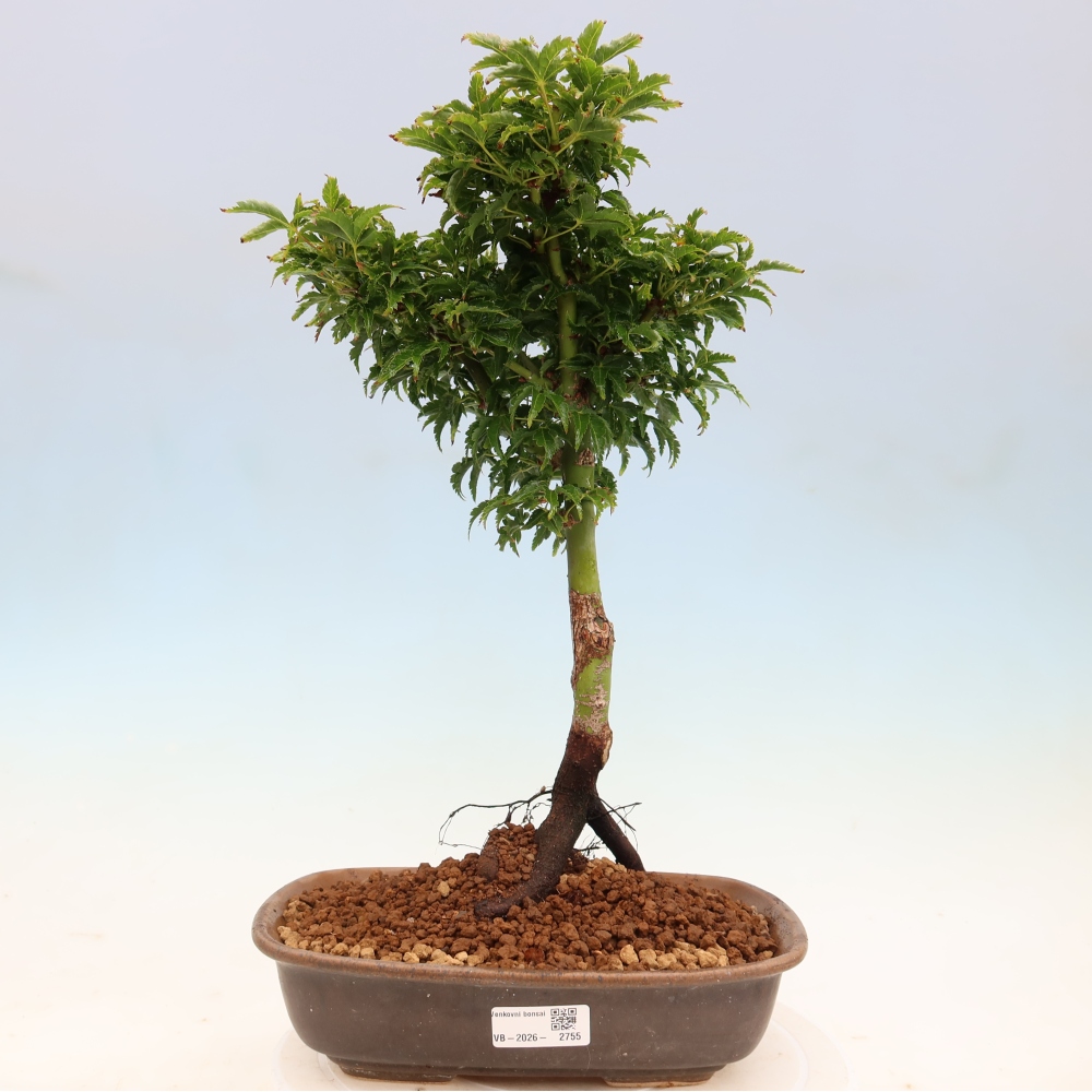 Outdoor bonsai -Javor palm Acer palmatum Shishigashira