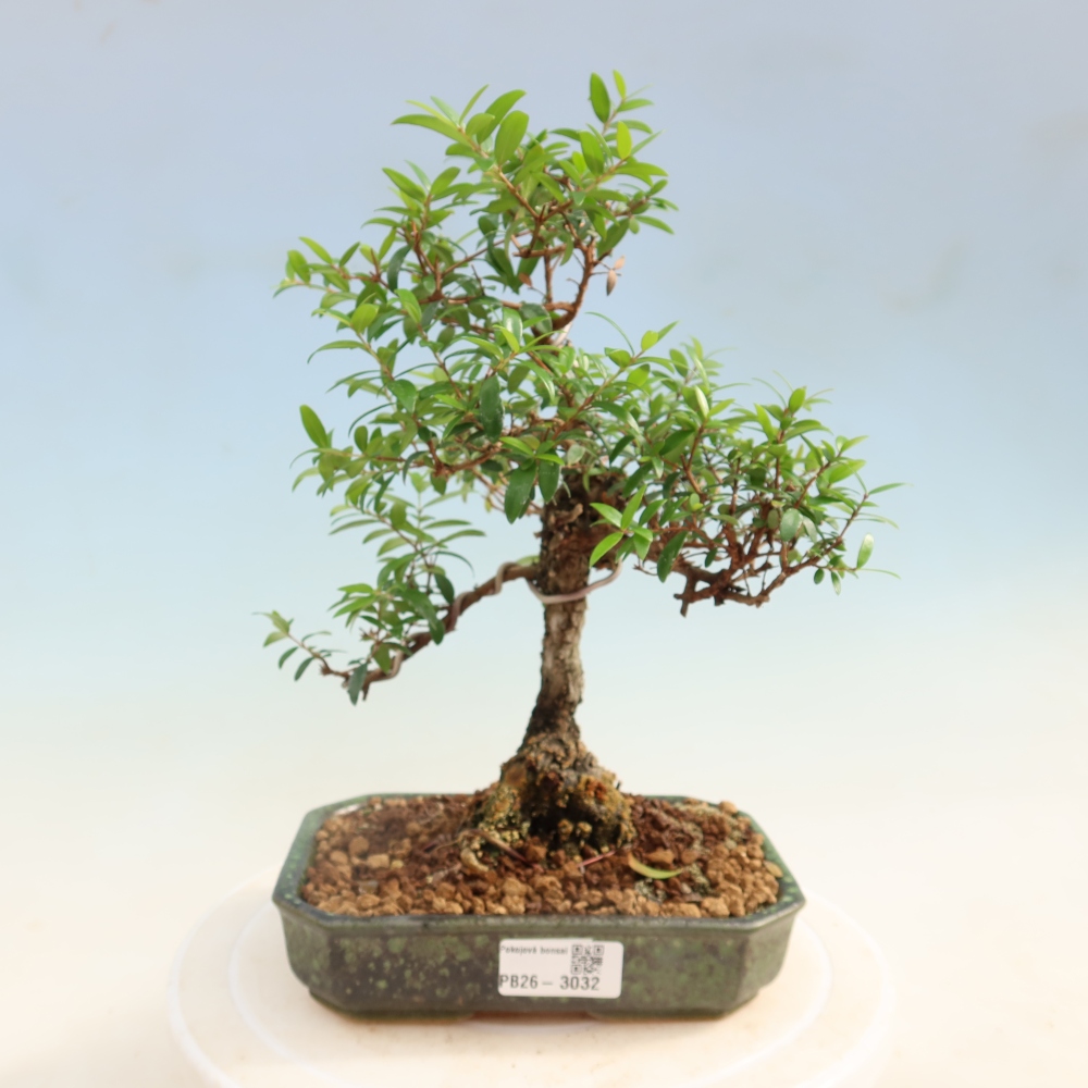 Indoor Bonsai - Myrtus communis - Common Myrtle