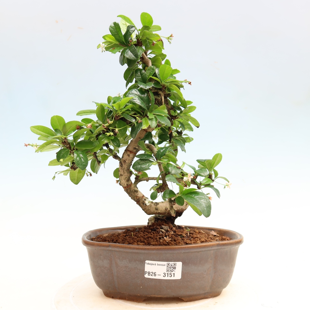 Room bonsai - Carmona macrophylla - Tea fuki