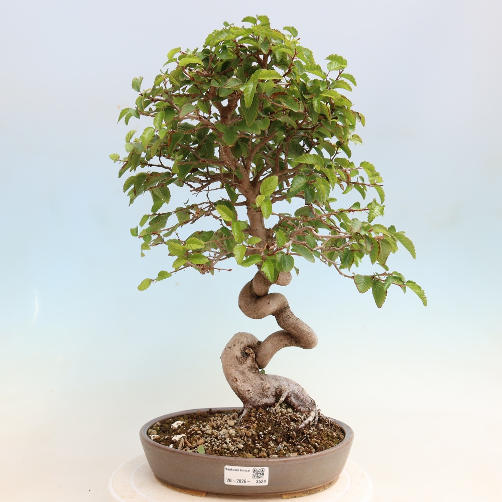Outdoor bonsai -Carpinus CARPINOIDES - Korean Hornbeam