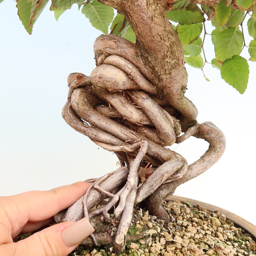 Outdoor bonsai -Carpinus CARPINOIDES - Korean Hornbeam