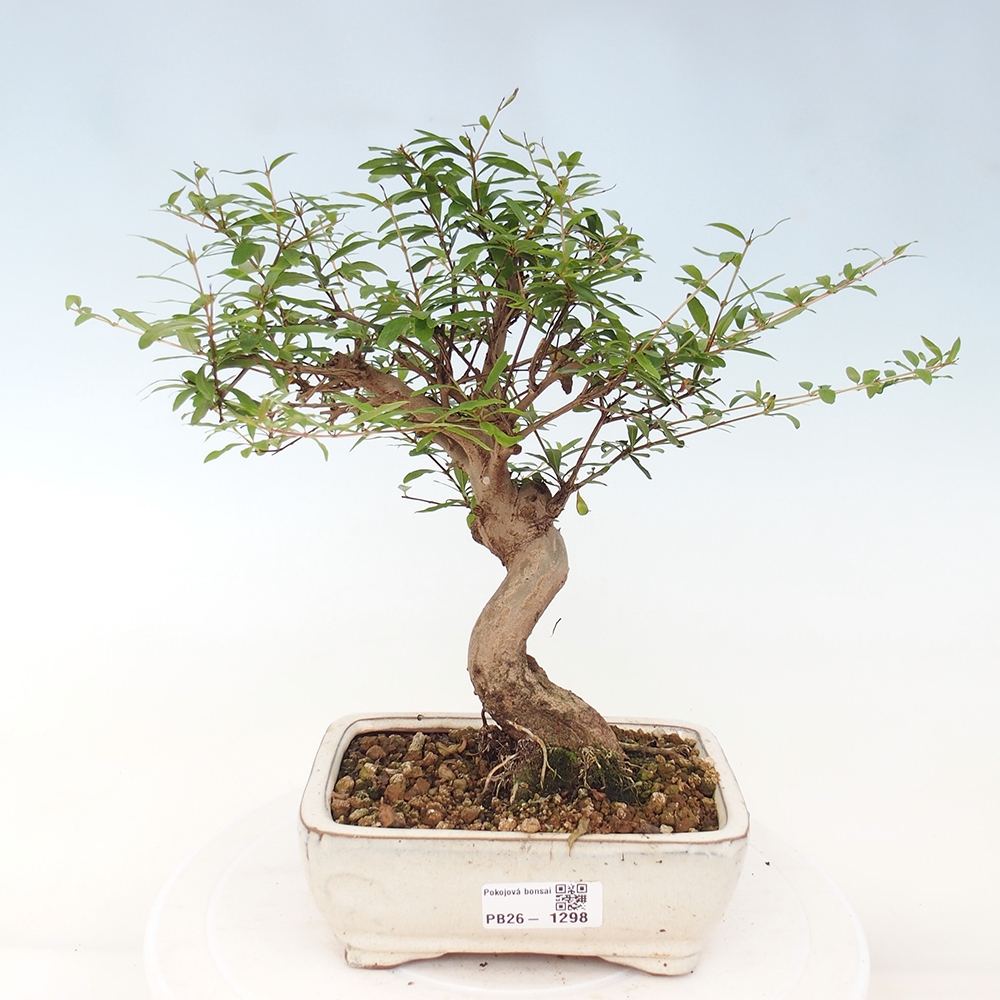 Room bonsai-PUNICA granatum nana-Granate apple