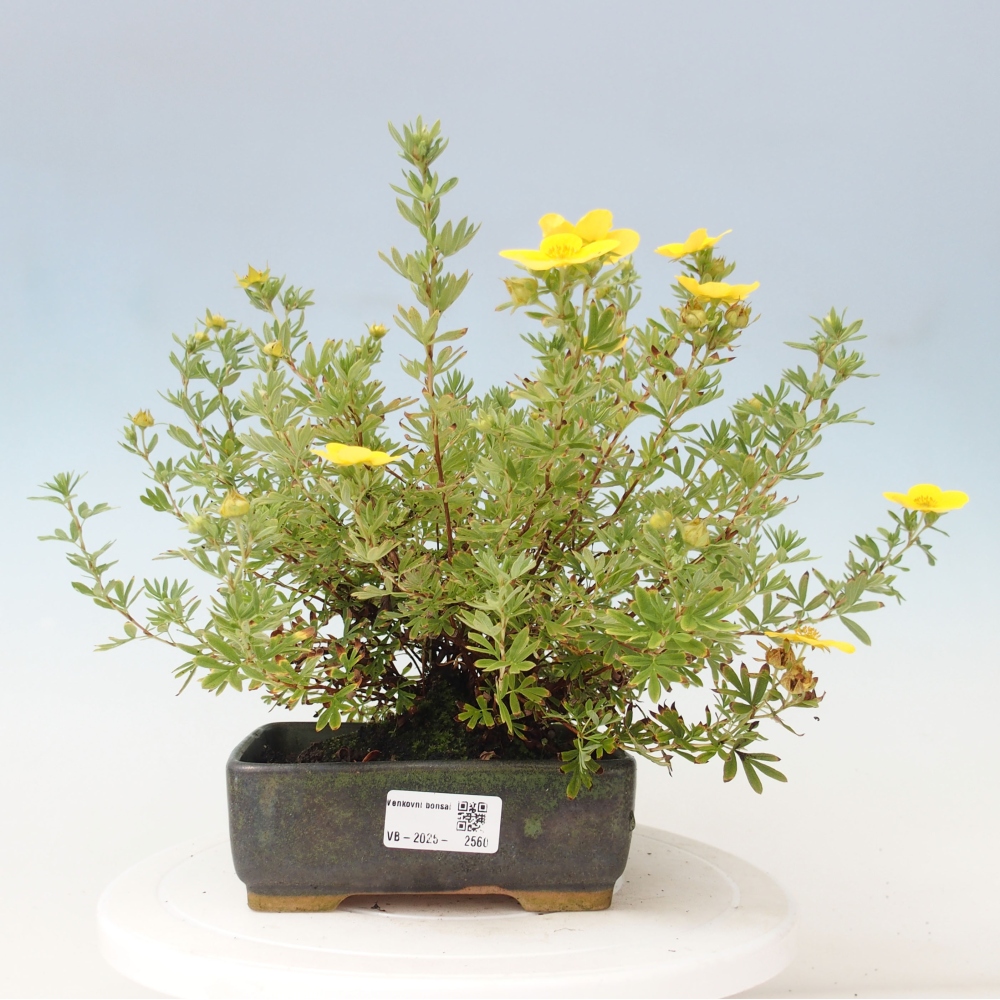 Outdoor bonsai-Cinquefoil - Potentila fruticosa yellow Bird