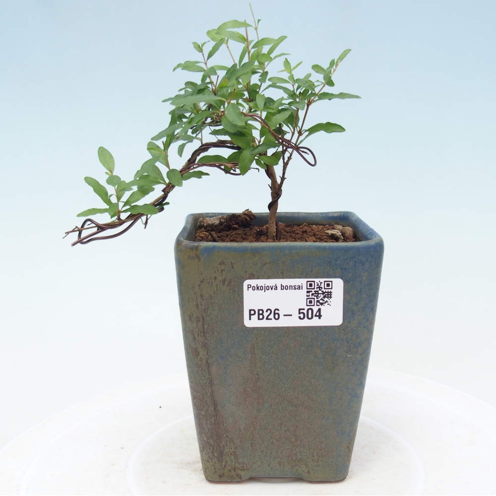 Room bonsai-PUNICA granatum nana-Granate apple
