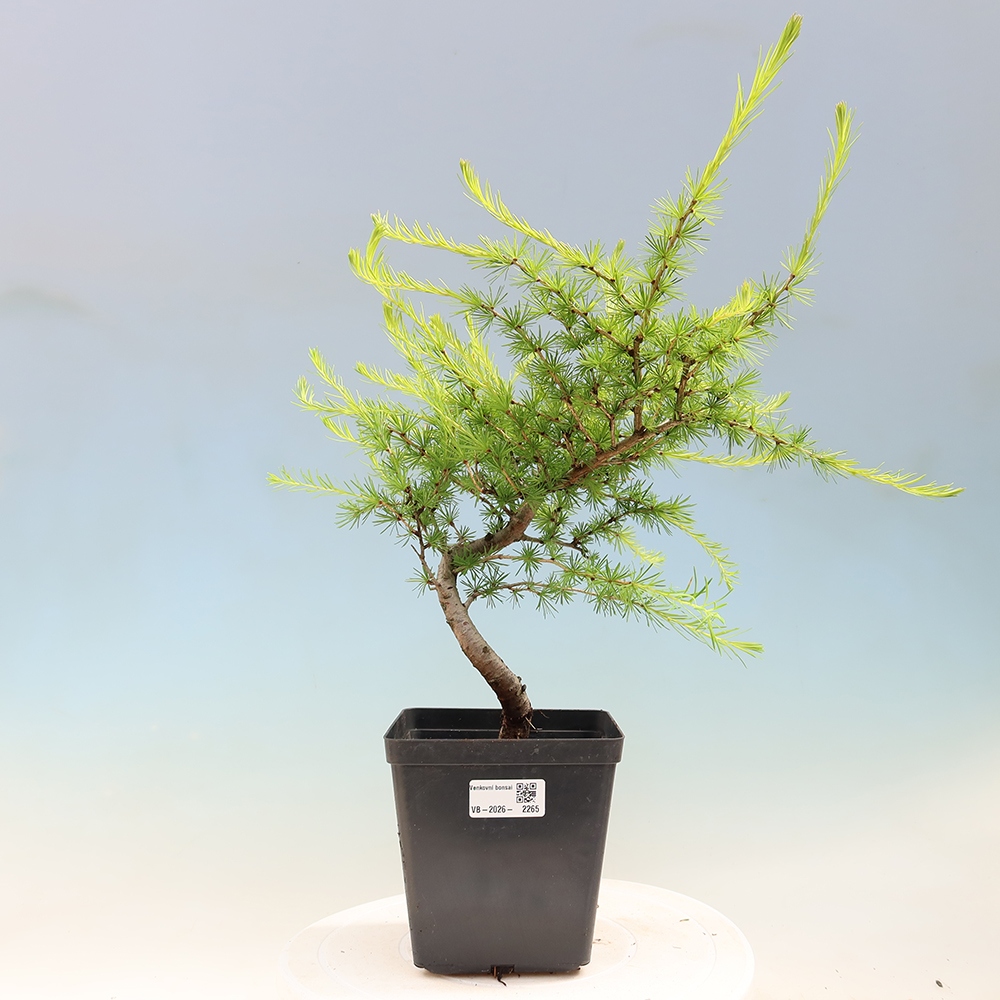 Outdoor bonsai -Larix decidua - Larch