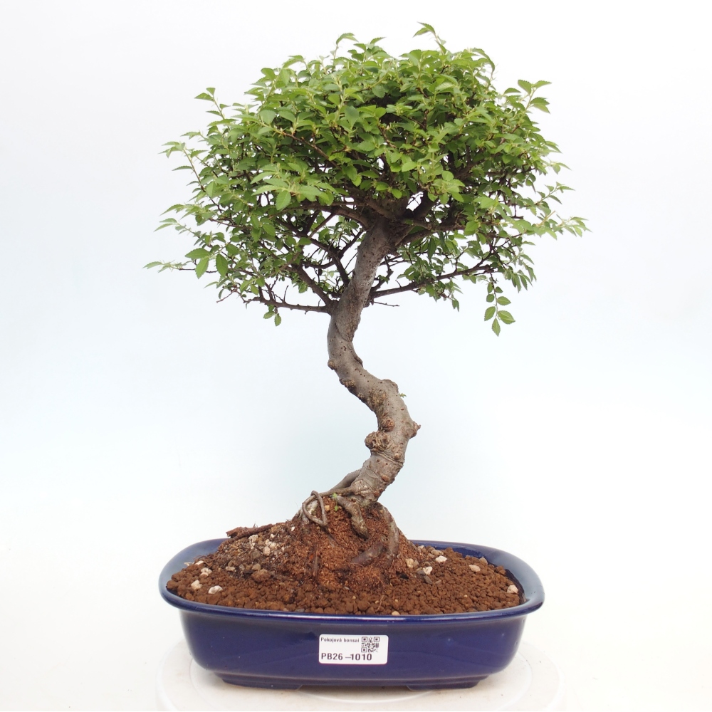 Room bonsai - Ulmus parvifolia - Small-leaved elm