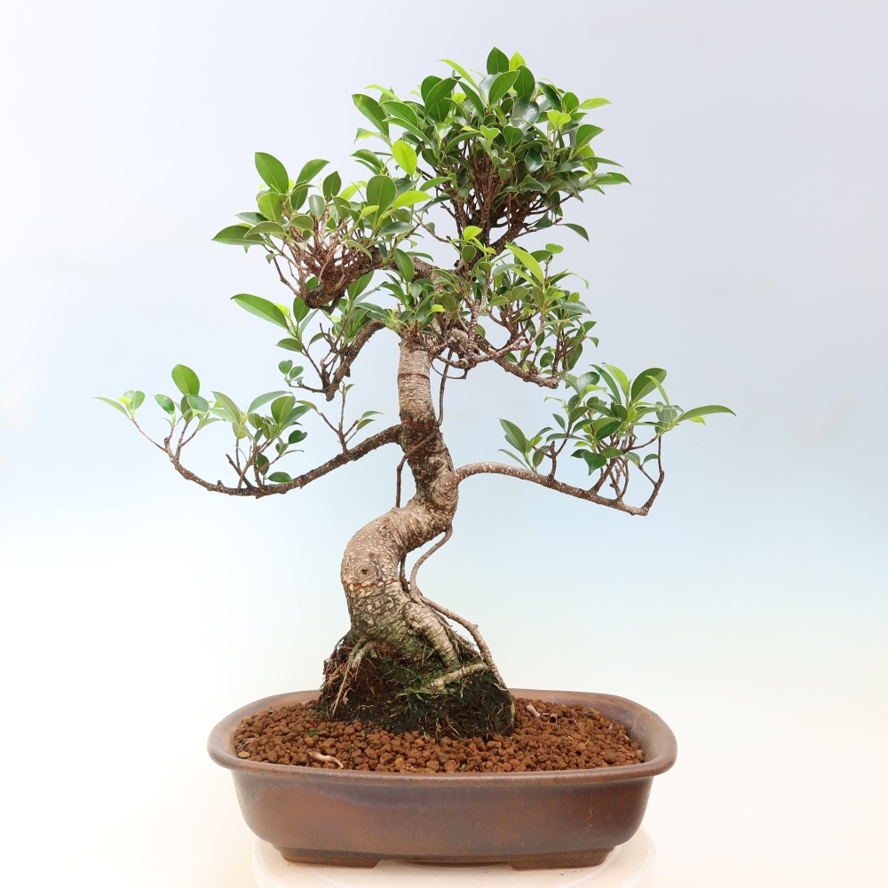 Room bonsai - Ficus kimmen - small-leaved ficus