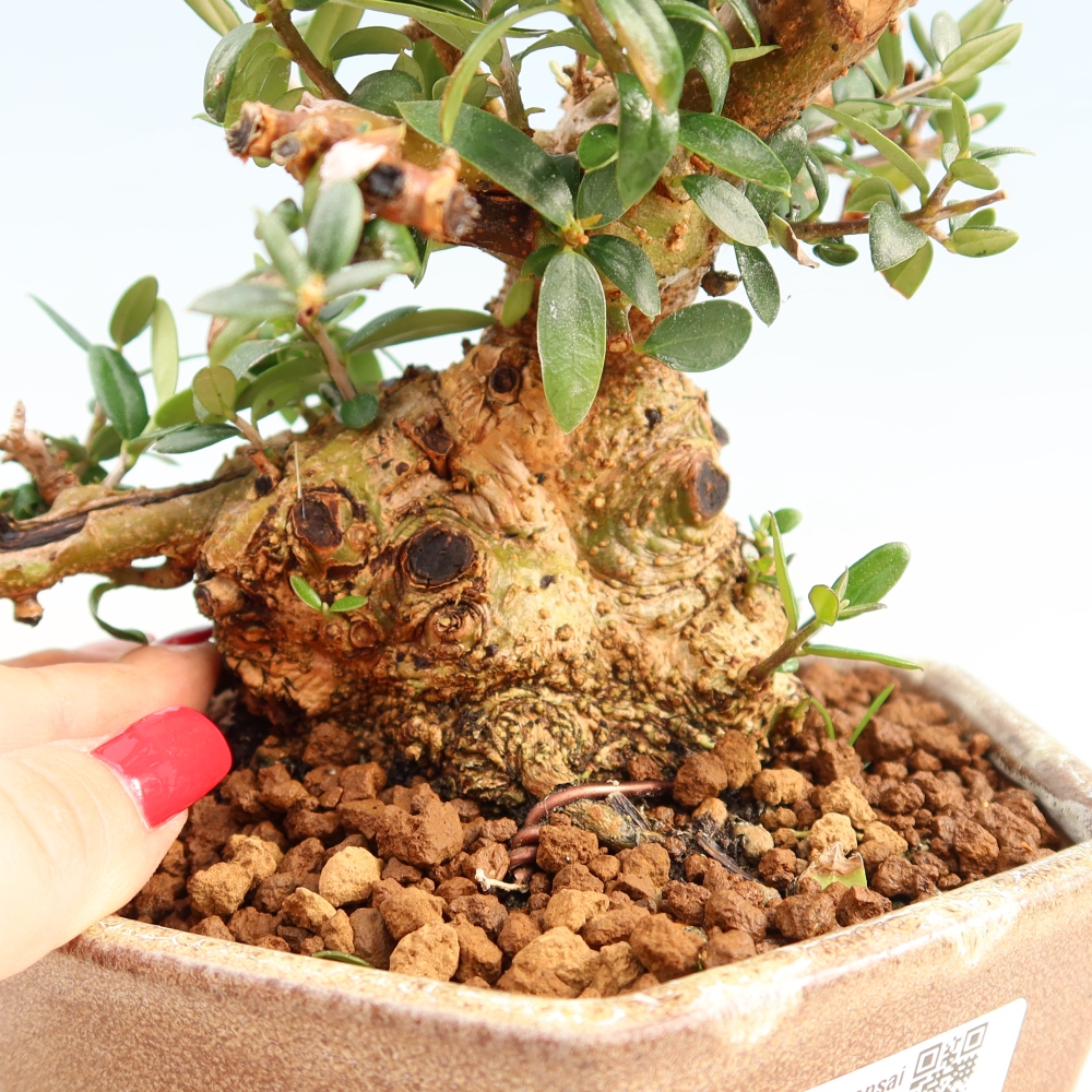 Indoor bonsai - Olea europaea sylvestris