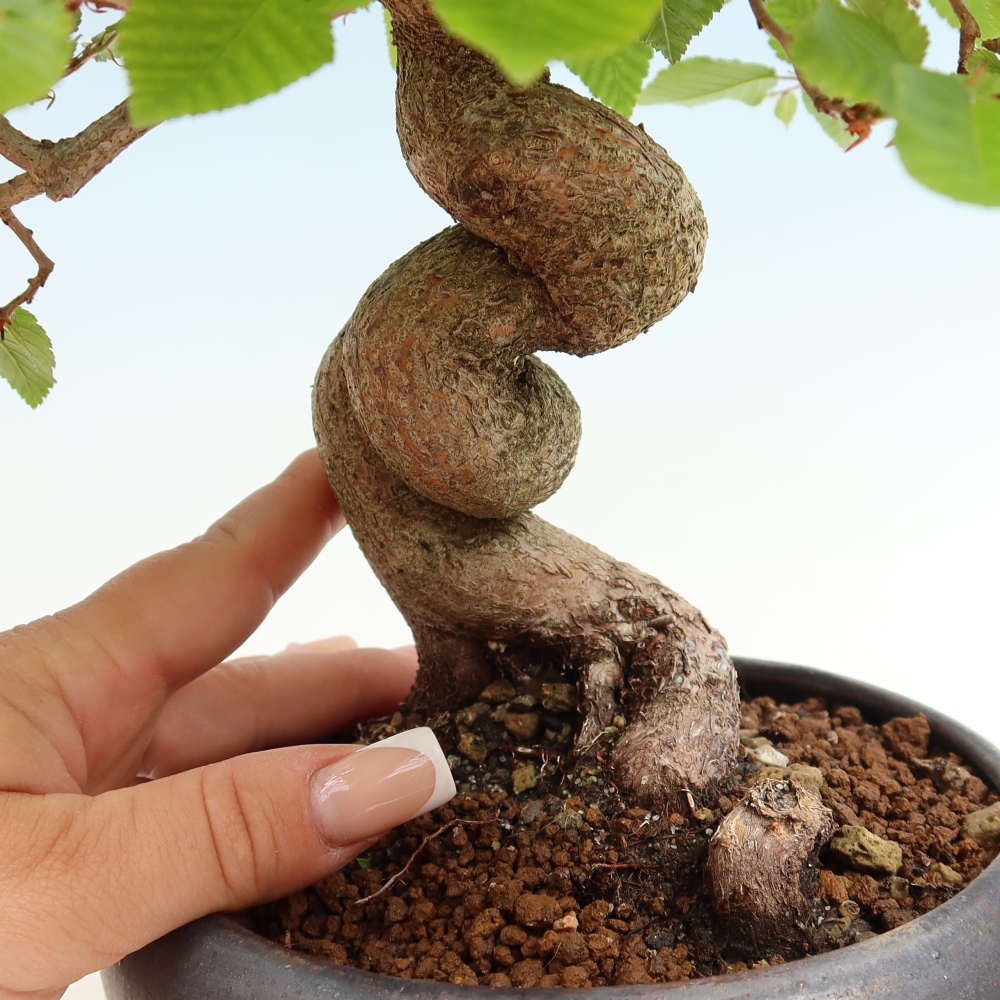 Outdoor bonsai -Carpinus coreana - Korean Hornbeam