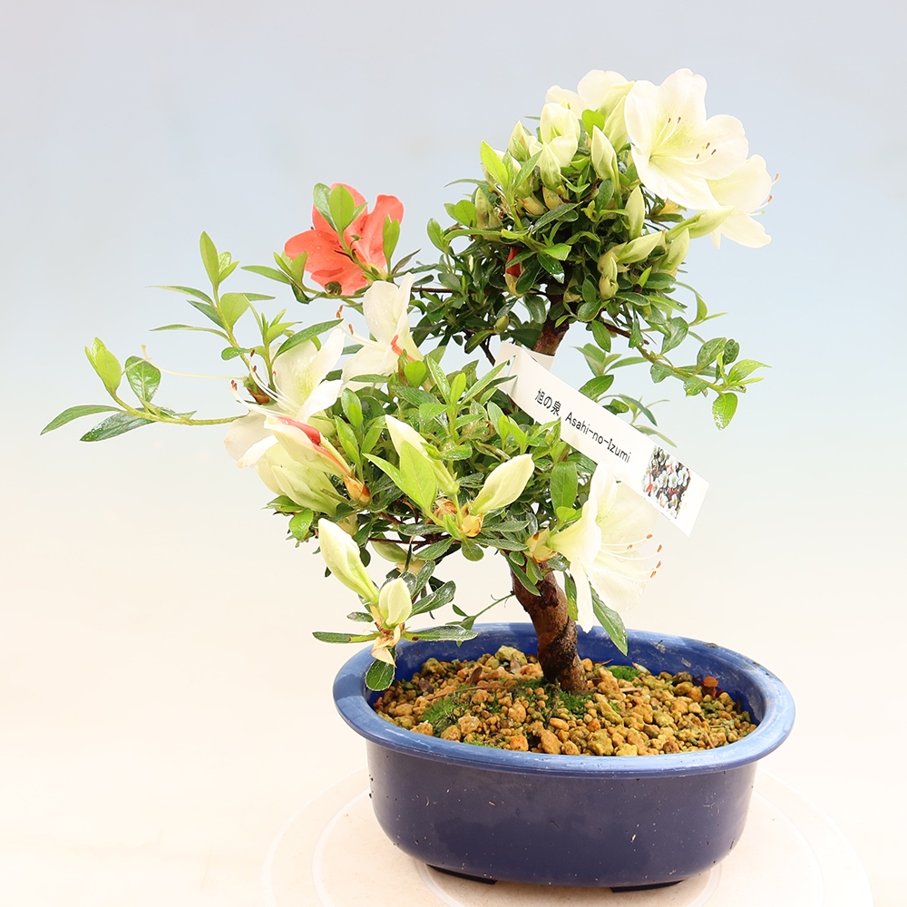 Outdoor bonsai - Japanese azalea - Azalea Asahi-no-izumi