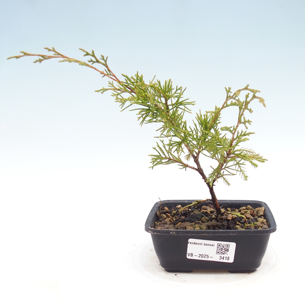 Outdoor bonsai - Juniperus chinensis Itoigawa