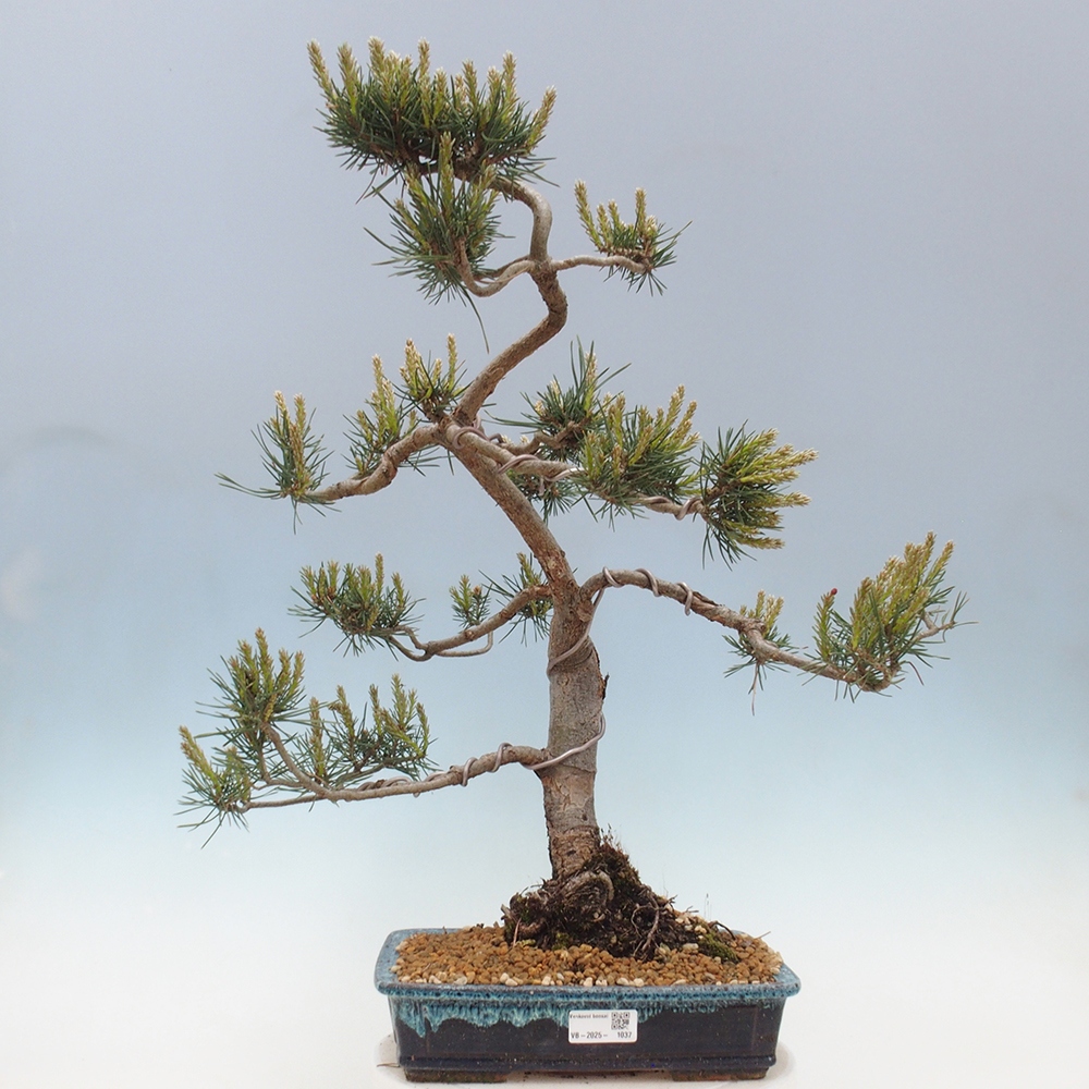 Outdoor bonsai - Pinus Sylvestris - Scots pine
