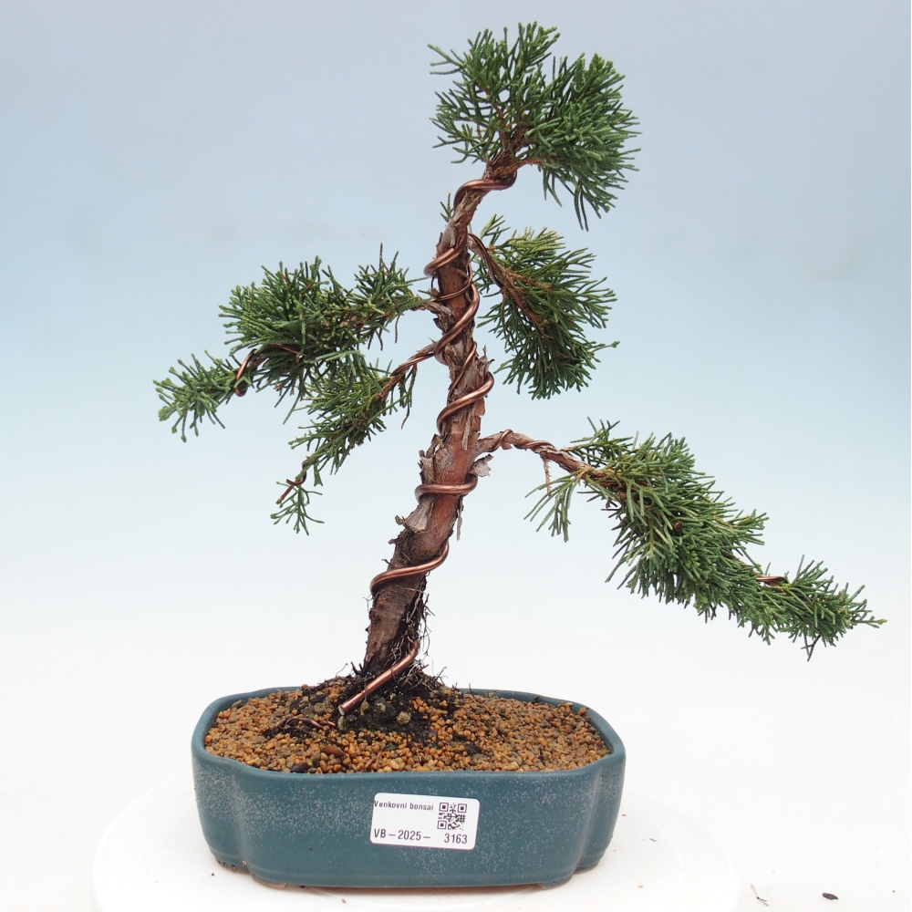Outdoor bonsai - Juniperus chinensis Kishu - Chinese juniper